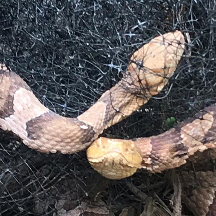 Snake Removal in Houston